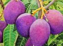 Frutas 2